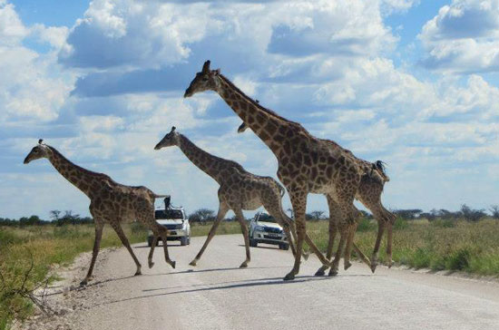 Wildlife crossing - giraffes